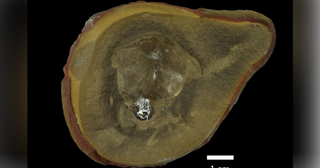 "Weird blob" creature thought to be the world's oldest octopus isn't an octopus after all. Here's what scientists found.