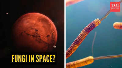 Fungi in space? Study finds surprising survival ability in Mars-like conditions