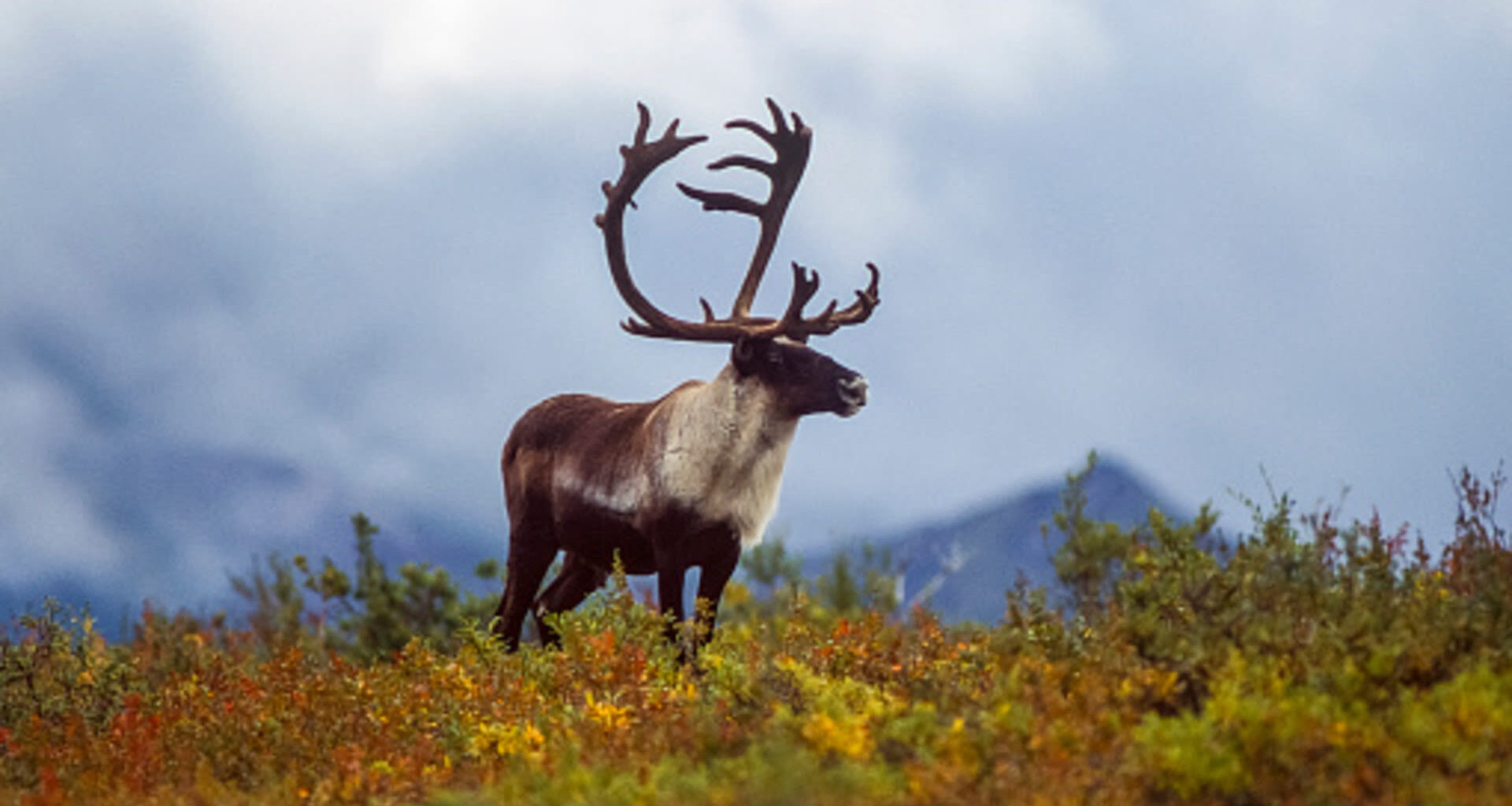 Ontario repeals Endangered Species Act, new law takes effect