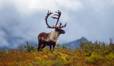 Ontario repeals Endangered Species Act, new law takes effect