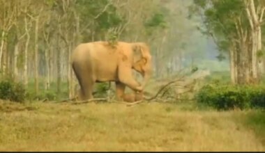 Grieving Mother Elephant Struggles To Accept Calf's Death In Heartbreaking Clip