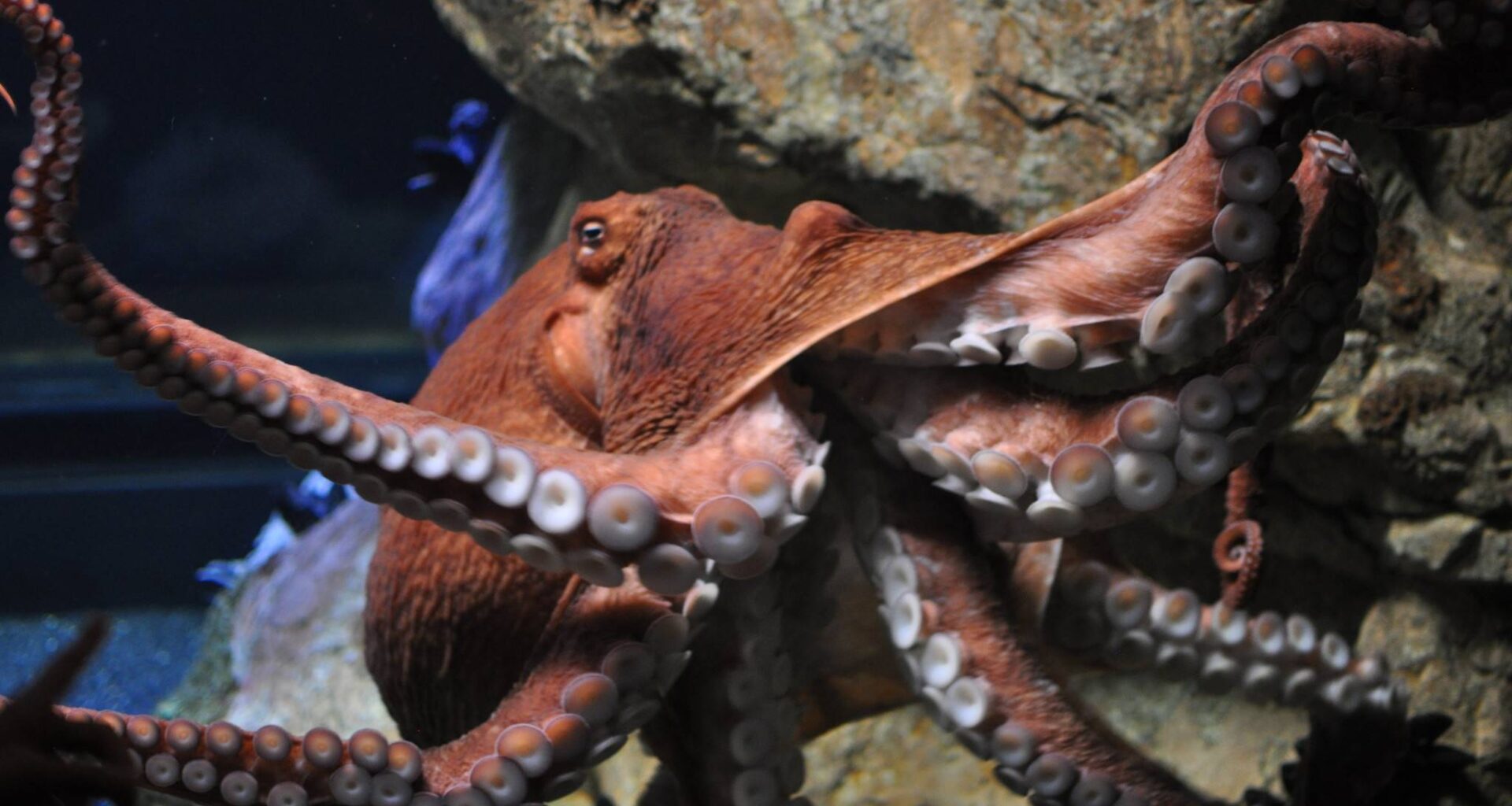 Giant Pacific octopus