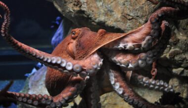 Giant Pacific octopus