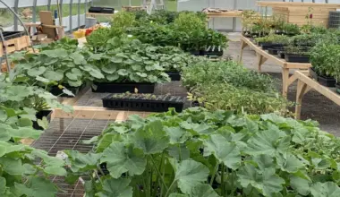 Just Food is sprouting food sovereignty in Ottawa