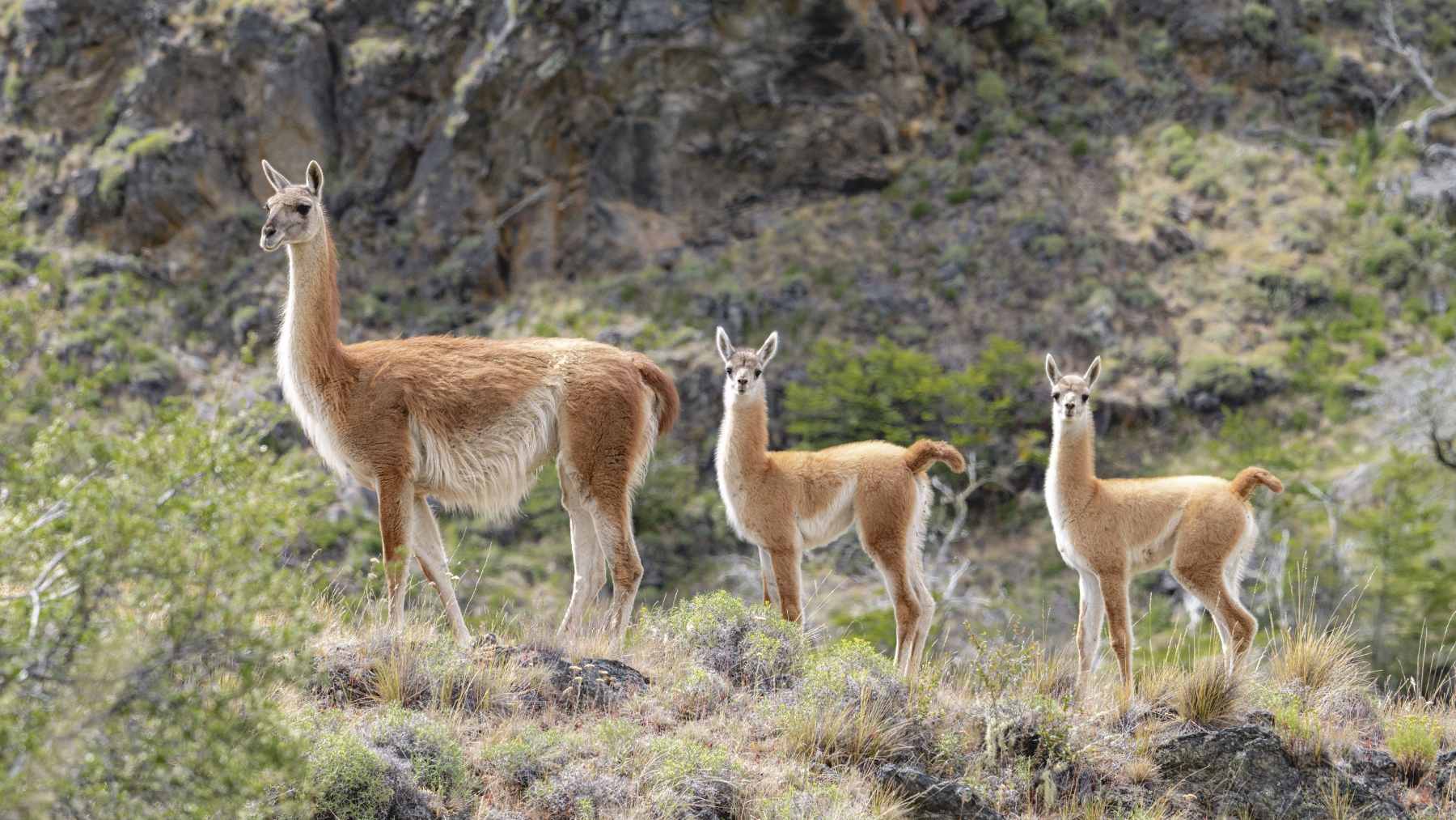 A group of guanacos being released into the savanna-like habitat of El Impenetrable National Park in northern Argentina after a 110-year absence.