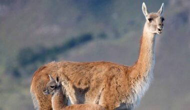 A group of guanacos being released into the savanna-like habitat of El Impenetrable National Park in northern Argentina after a 110-year absence.