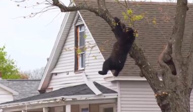 Video: Stranded black bear rescued from tree in New York - The Globe and Mail