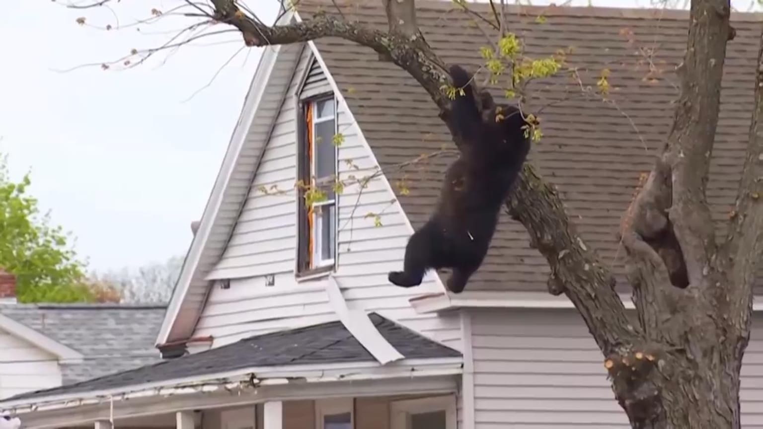 Video: Stranded black bear rescued from tree in New York - The Globe and Mail