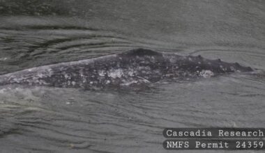 Young gray whale in Willapa River may be back in open waters – KIRO 7 News Seattle