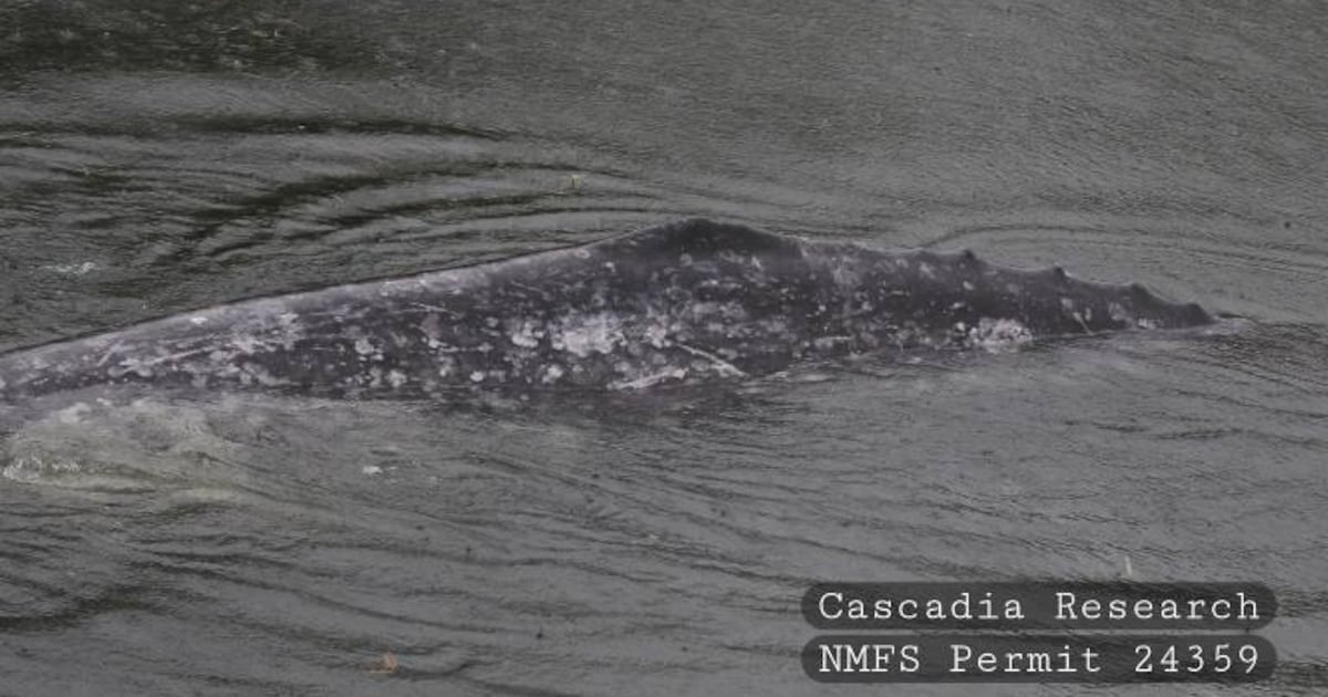 Young gray whale in Willapa River may be back in open waters – KIRO 7 News Seattle