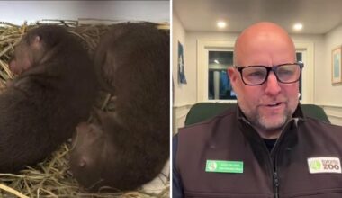 Toronto Zoo says first-time otter mom is doing well after giving birth to three healthy pups – CP24