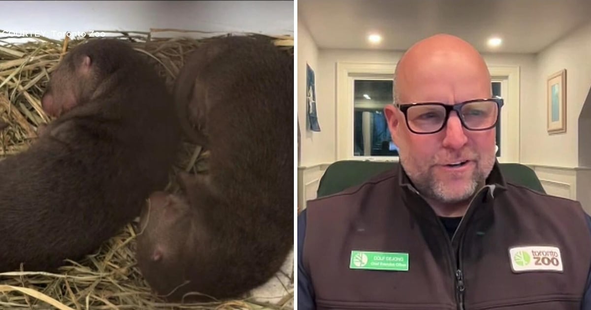 Toronto Zoo says first-time otter mom is doing well after giving birth to three healthy pups – CP24