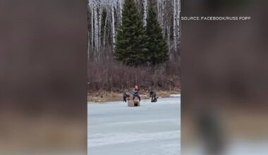 WATCH: Dramatic video shows Manitobans rescuing moose stuck in ice - CTV News