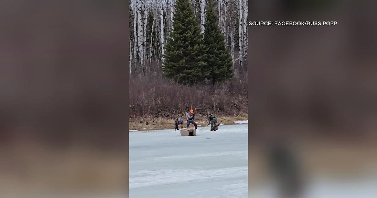 WATCH: Dramatic video shows Manitobans rescuing moose stuck in ice - CTV News