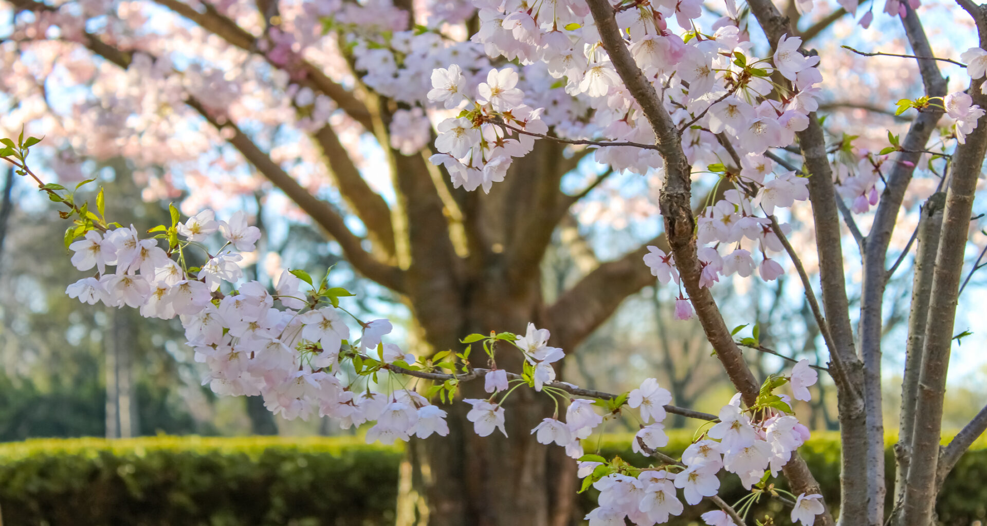 Cherry blossoms near peak in Toronto's High Park