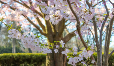 Cherry blossoms near peak in Toronto's High Park