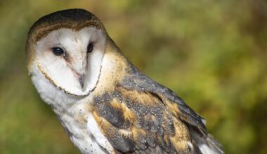 A closeup image of a barn owl, with a blurry green background.