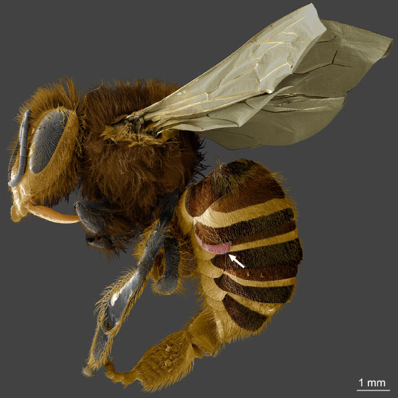 In this electron micrograph, Varroa destructor (arrow) is wedged between the abdominal plates of a honey bee’s exoskeleton. Image credit: UMD / USDA / PNAS.