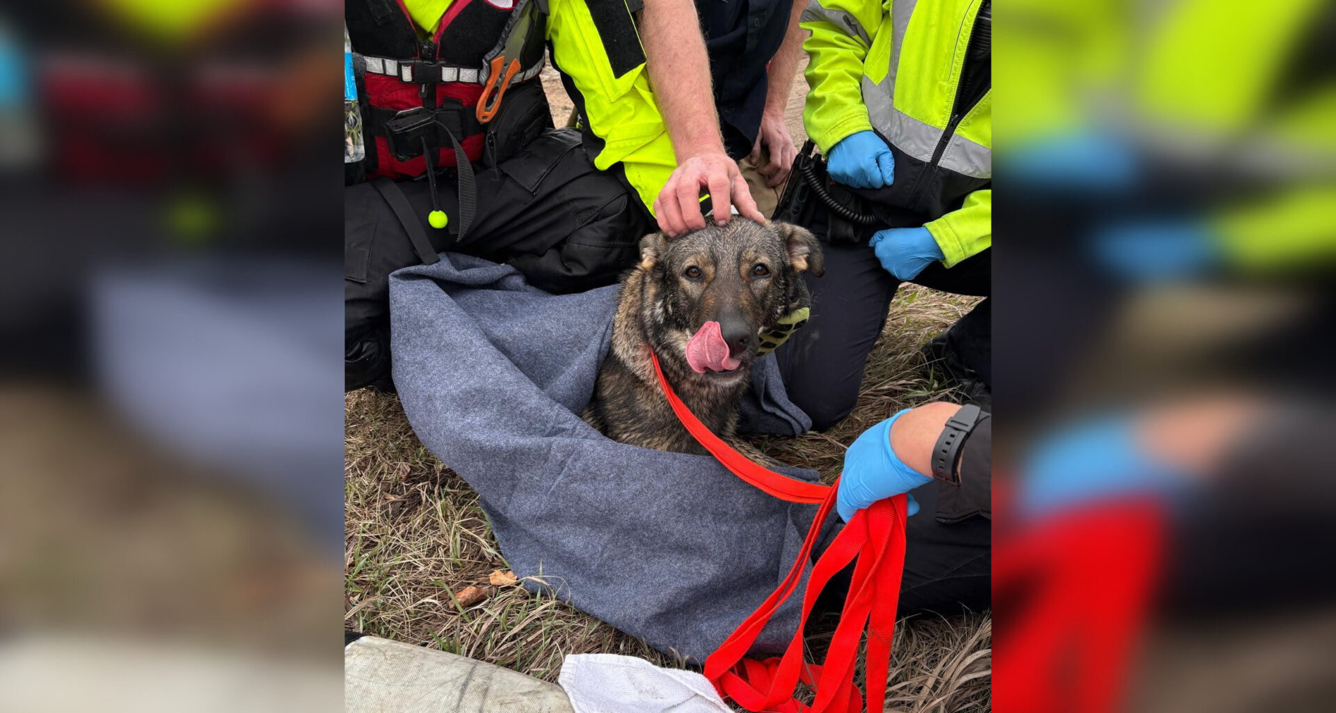 Edmonton fire crews warn to keep pets leashed near river after rescuing dog