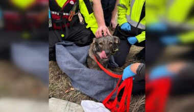 Edmonton fire crews warn to keep pets leashed near river after rescuing dog