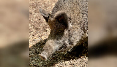 Calgary Zoo euthanizes female wild boar ‘Fern’