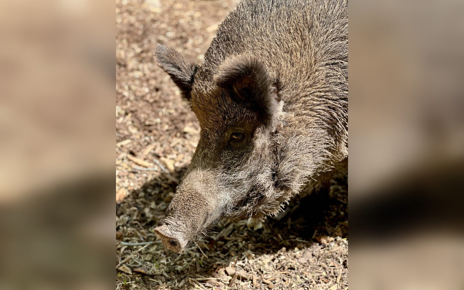 Calgary Zoo euthanizes female wild boar ‘Fern’