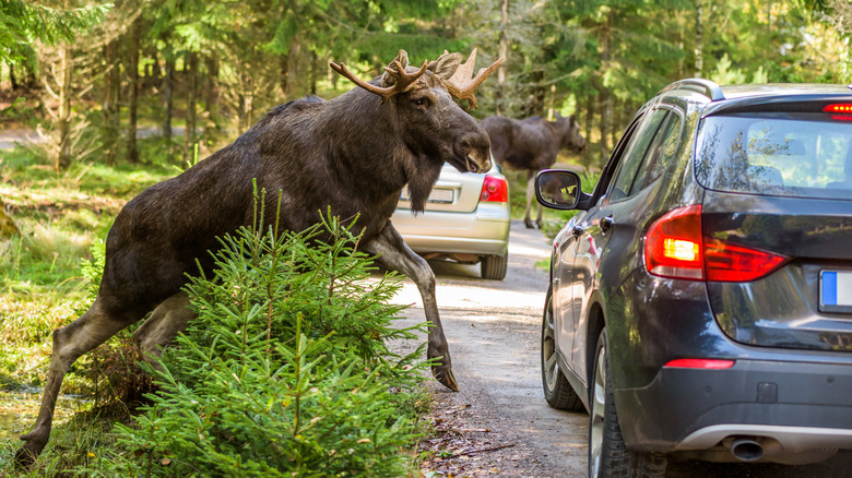 A moose stepping onto a road as traffic stops to avoid it