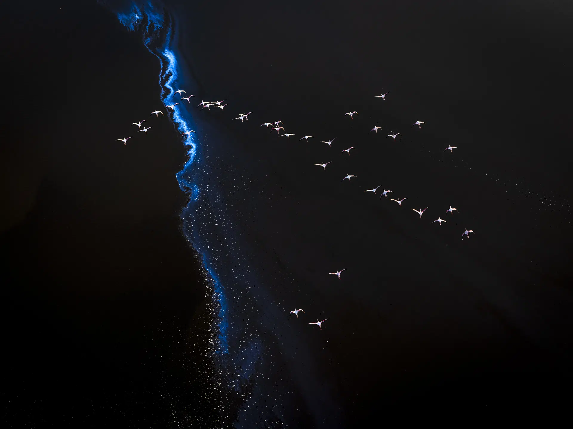 Kenya, 2024. Over Lake Magadi, flamingos and algae choreograph living patterns. The lake’s extreme alkalinity creates the perfect conditions for dense blooms of cyanobacteria, whose pigments stain the water in deep crimsons and rusts. As flamingos gather to feed on the algae, their movements trace pale arcs and whorls across the surface, stirring the mineral-laden shallows and reshaping the colors beneath their feet.