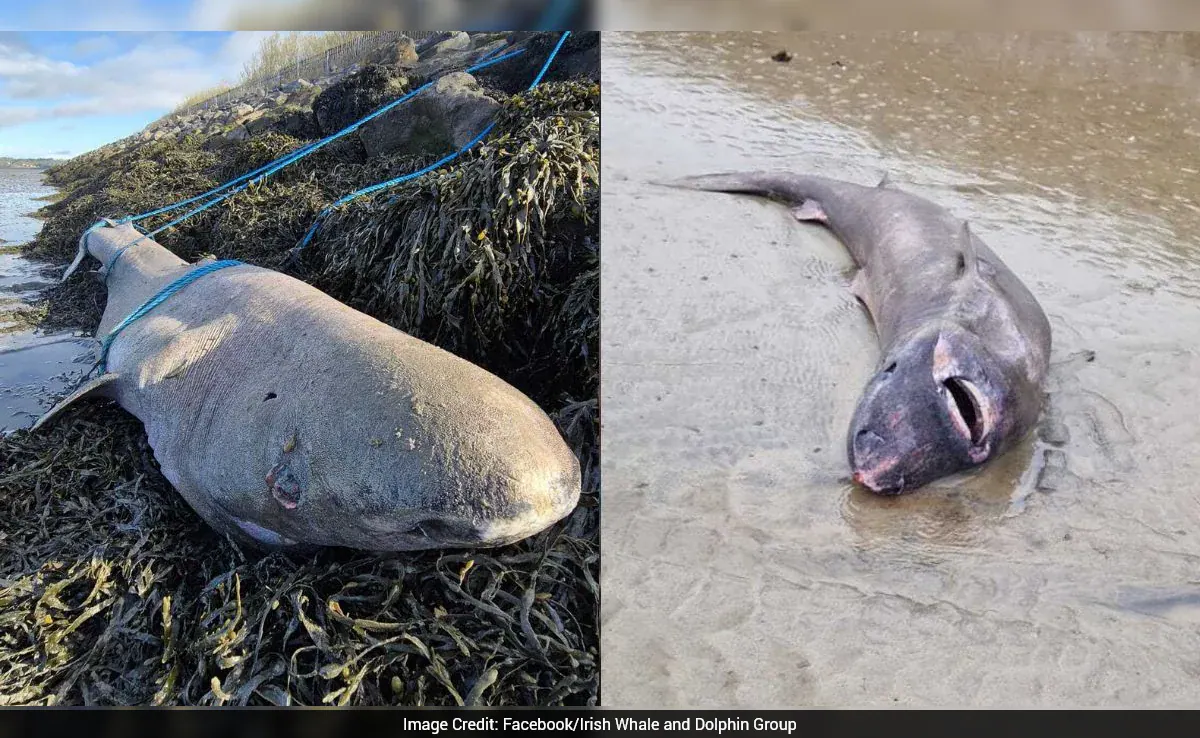 Greenland Shark That Lives Upto 500 Years Washes Up On Irish Beach