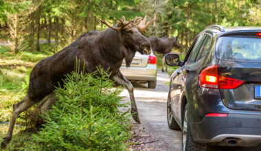 It's One Thing For A Moose To Wreck Your Car, But Someone Stealing The Meat Goes Too Far