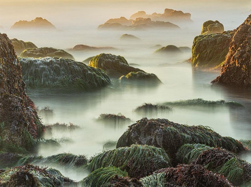 Large rocks covered in green and brown seaweed emerge from misty, shallow water at sunrise or sunset, creating a dreamy, tranquil coastal scene with soft light and gentle fog.