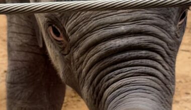 Meet the first baby Asian elephant born at the National Zoo in 25 years