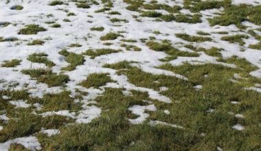 When the Snow Melts, Microbes Bloom
