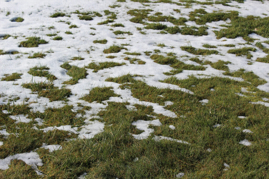 When the Snow Melts, Microbes Bloom