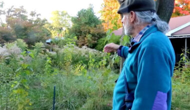Mississauga rewrites lawn bylaw after court ruling protects naturalized gardens—but keeps limit for grass at 20 cm for most homes