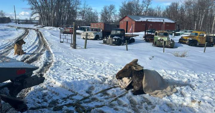 Stuck moose freed from ice by tow truck driver in eastern Saskatchewan