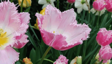 There's a plant sale happening at Edmonton's Muttart Conservatory
