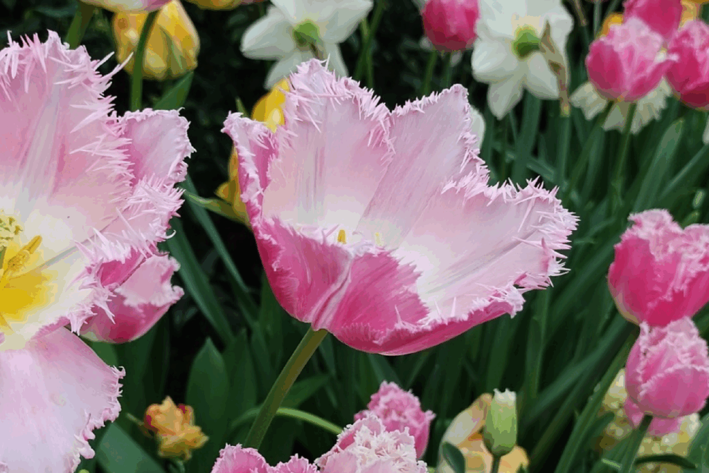 There's a plant sale happening at Edmonton's Muttart Conservatory