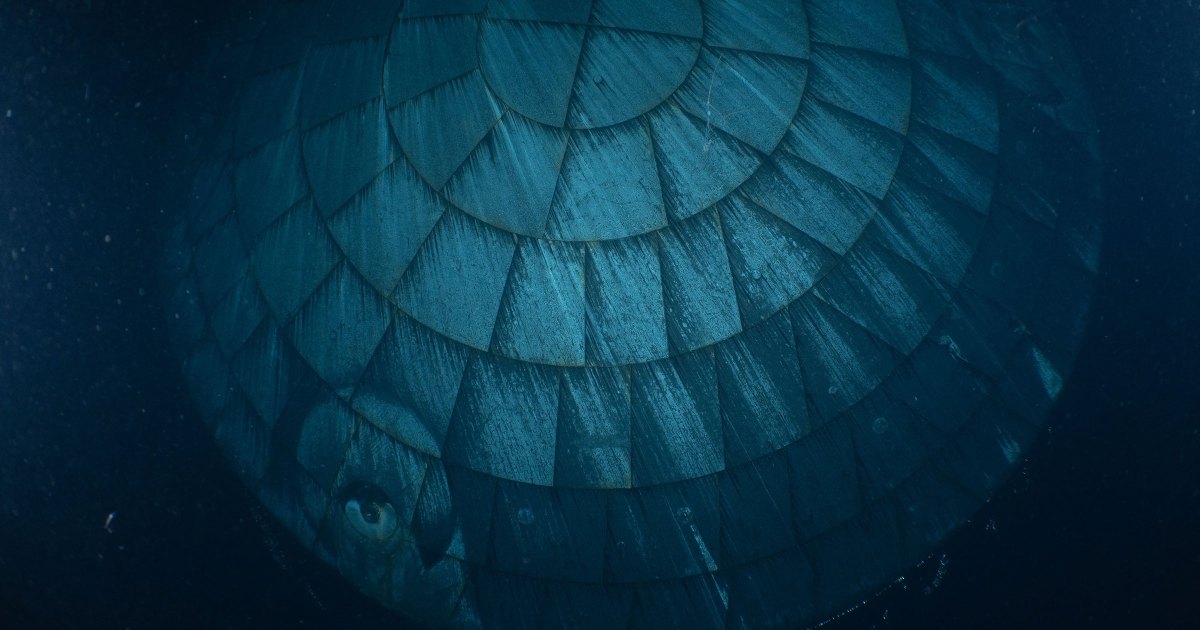 Guess What This Creepy Underwater Thing Is That Was Photographed by US Navy Divers for NASA