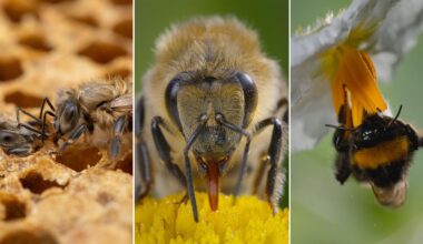 A collage of three close-up images: honey bees on honeycomb, a bee drinking from a yellow flower, and a bumblebee hanging upside down from a white blossom.