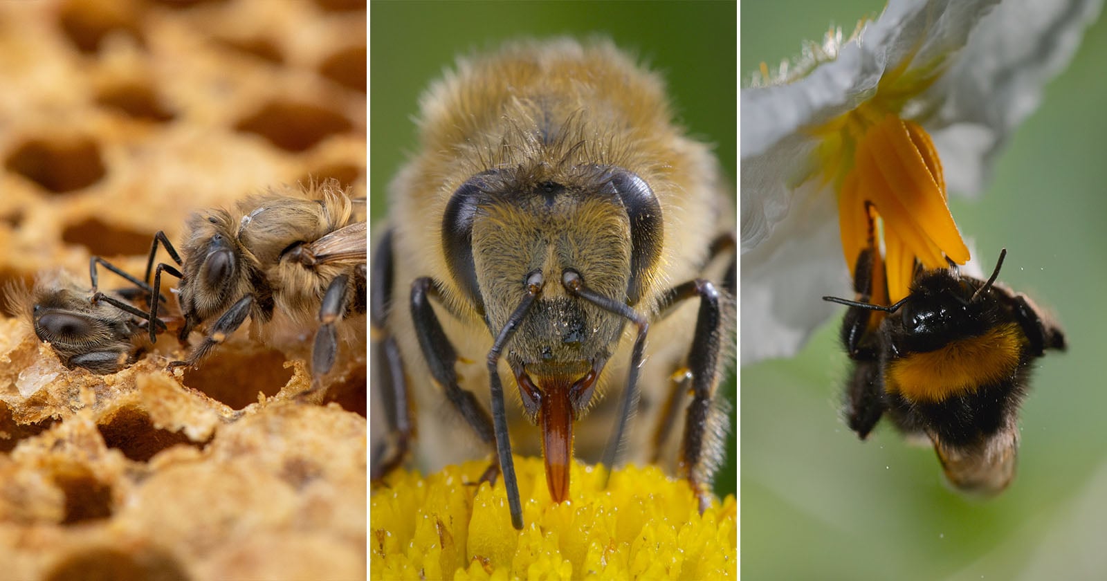 A collage of three close-up images: honey bees on honeycomb, a bee drinking from a yellow flower, and a bumblebee hanging upside down from a white blossom.