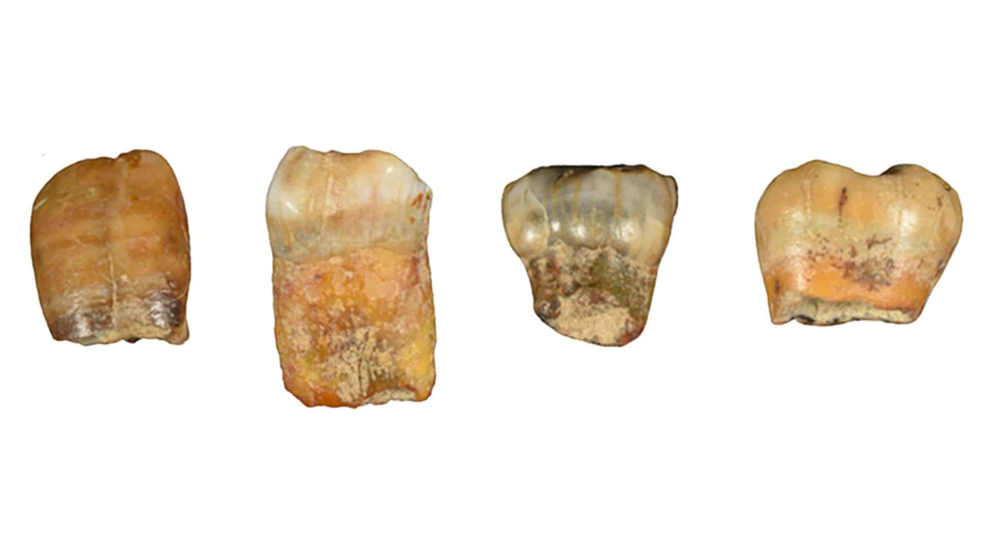 New teeth from Stajnia Cave, Poland