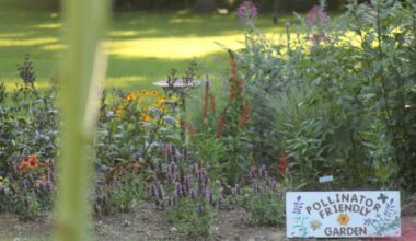 Mississauga Committee Votes to Replace Unconstitutional Nuisance Weed Bylaw after CCF Victory in Naturalized Garden Case