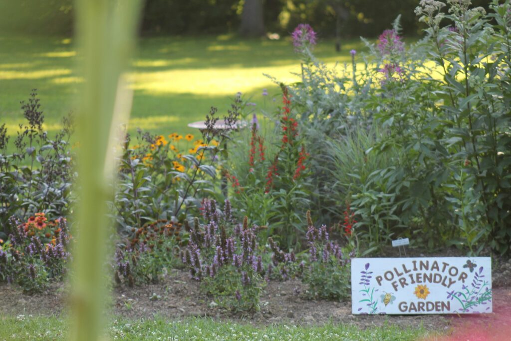 Mississauga Committee Votes to Replace Unconstitutional Nuisance Weed Bylaw after CCF Victory in Naturalized Garden Case