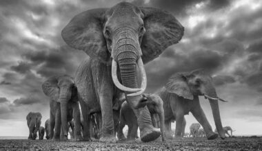 How wildlife photographer Chris Fallows captures the natural world