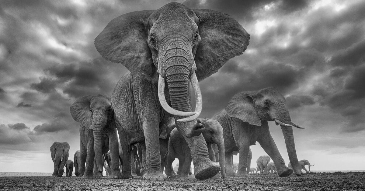 How wildlife photographer Chris Fallows captures the natural world