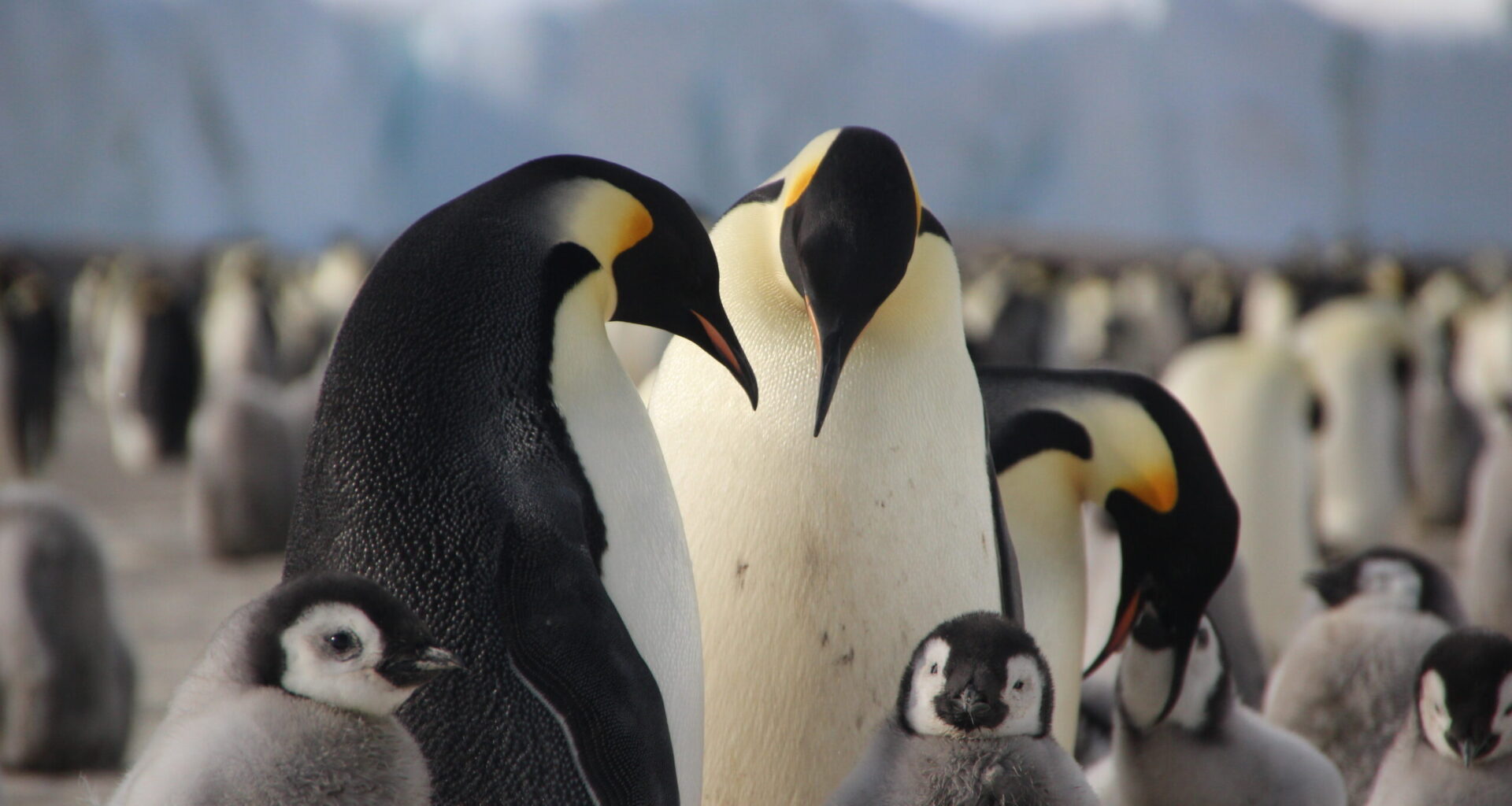 National Geographic Live in Calgary