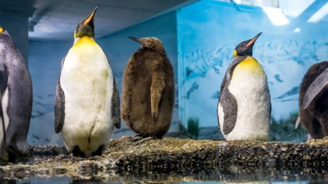penguins standing