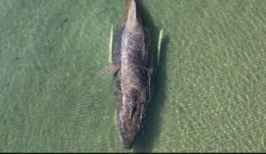 Rescuers Give Up On Humpback Whale Stranded In Baltic Sea
