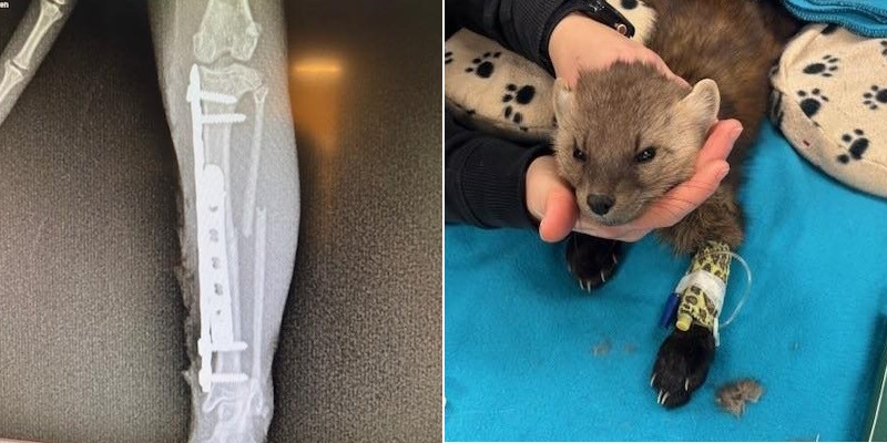 Newfoundland Pine Marten on the IL Back to Frisky Self Thanks to Vets and Volunteers